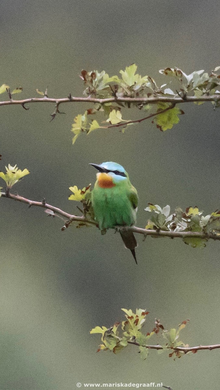 Groene Bijeneter in de AWD