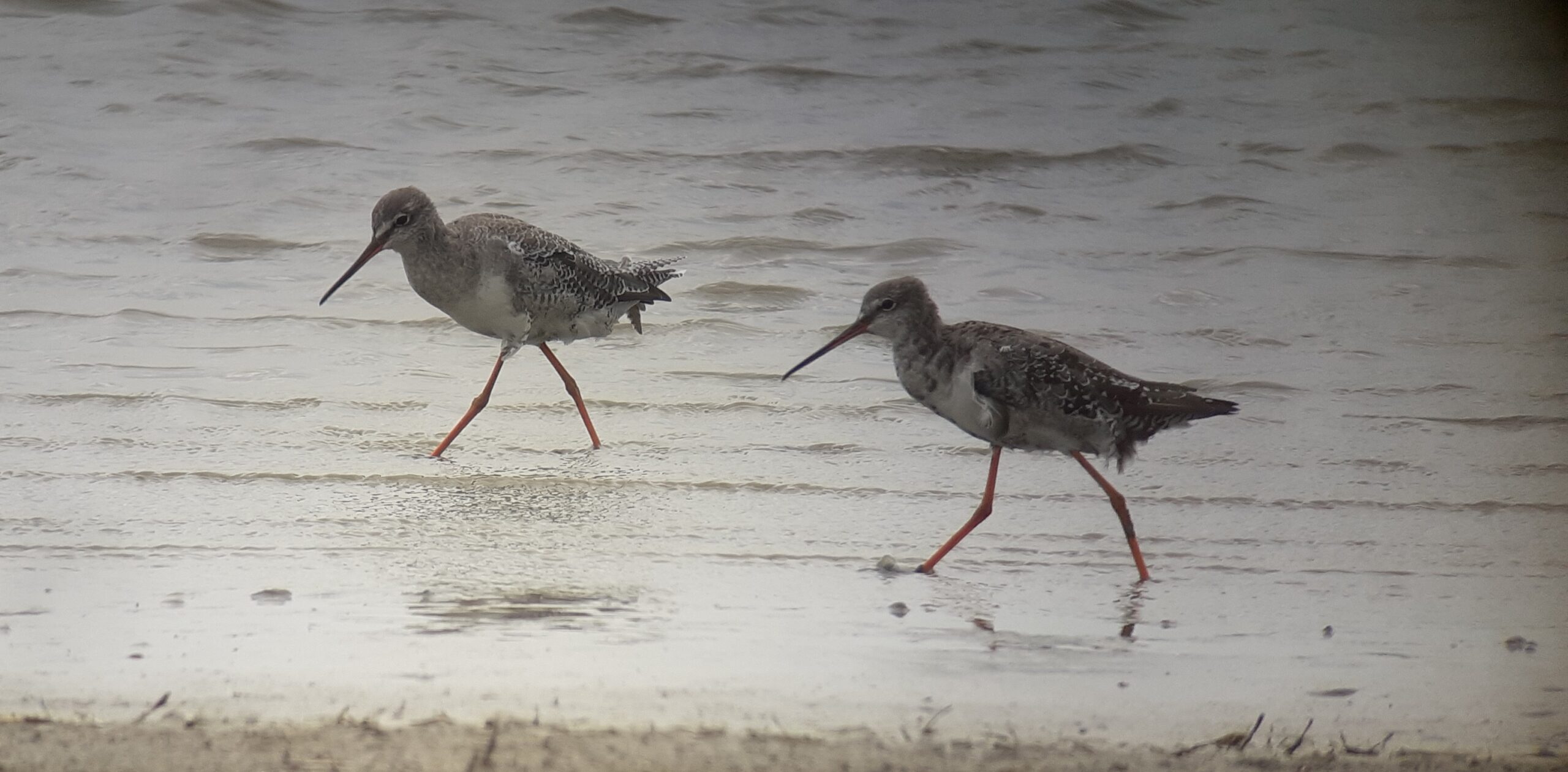 Rare vogels……..