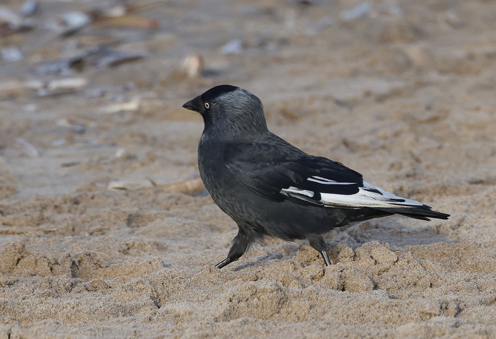 Leucistische Kauw en Drietenen