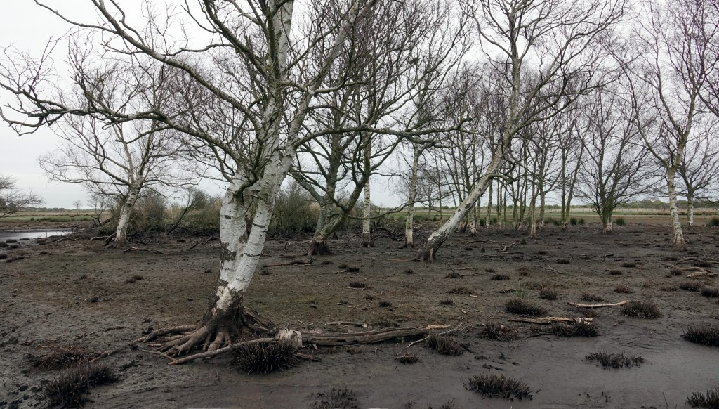 Haasveld weer opgedroogd in de A.W.Duinen