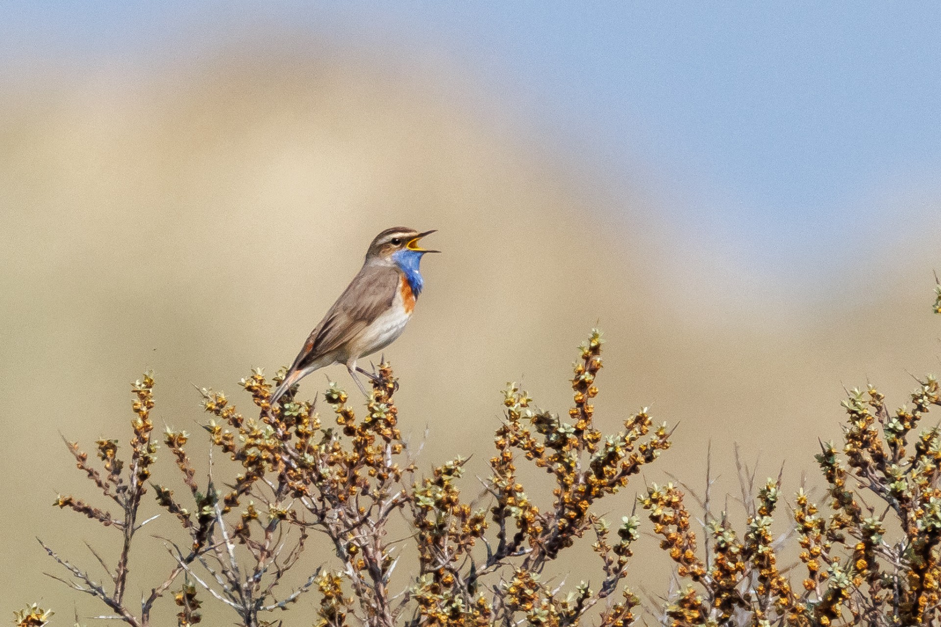 Blauwborsten veroveren de duinen