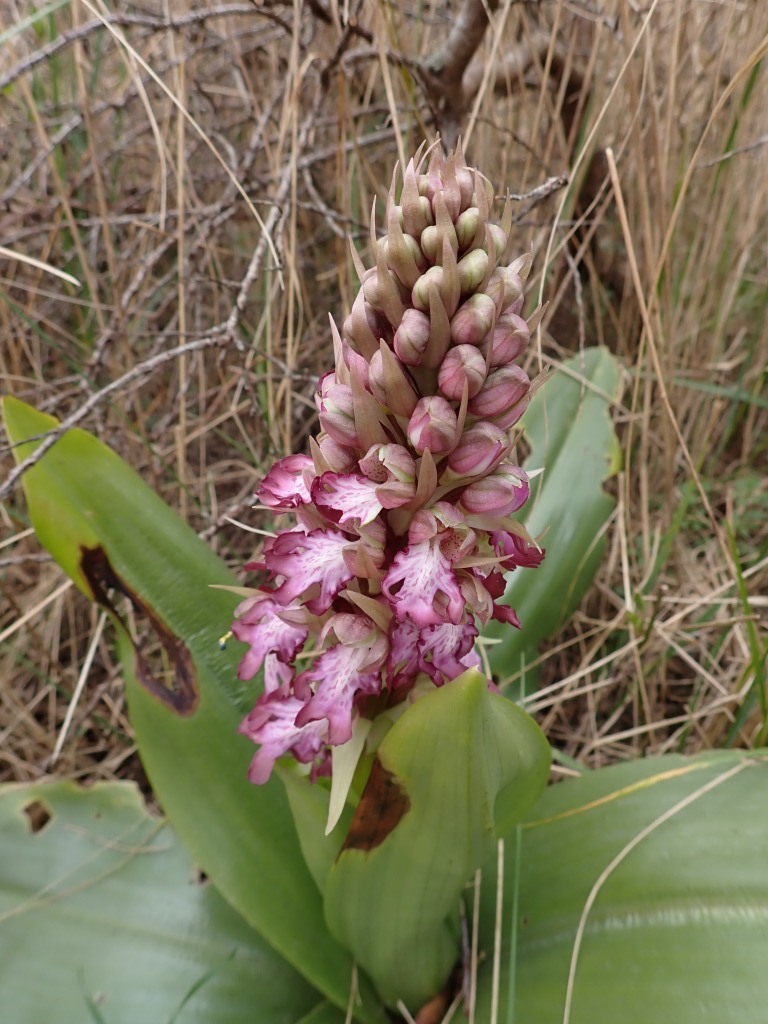 Hyacintorchissen in het voorjaar van 2025