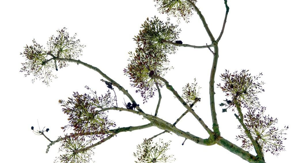 De natuur ontwaakt in de A.W.Duinen