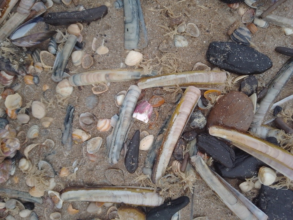 Strandsafari bij Katwijk