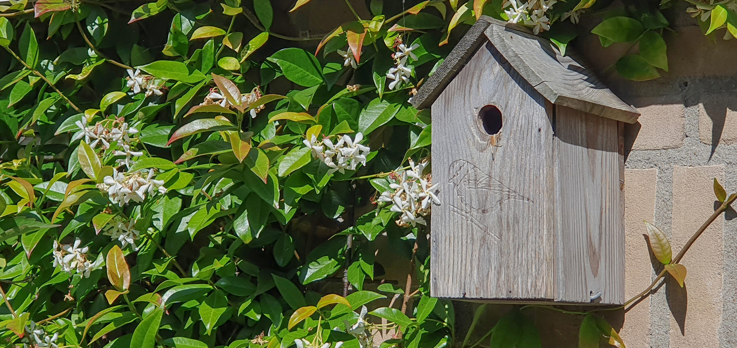 Nestkasten actie!!!!