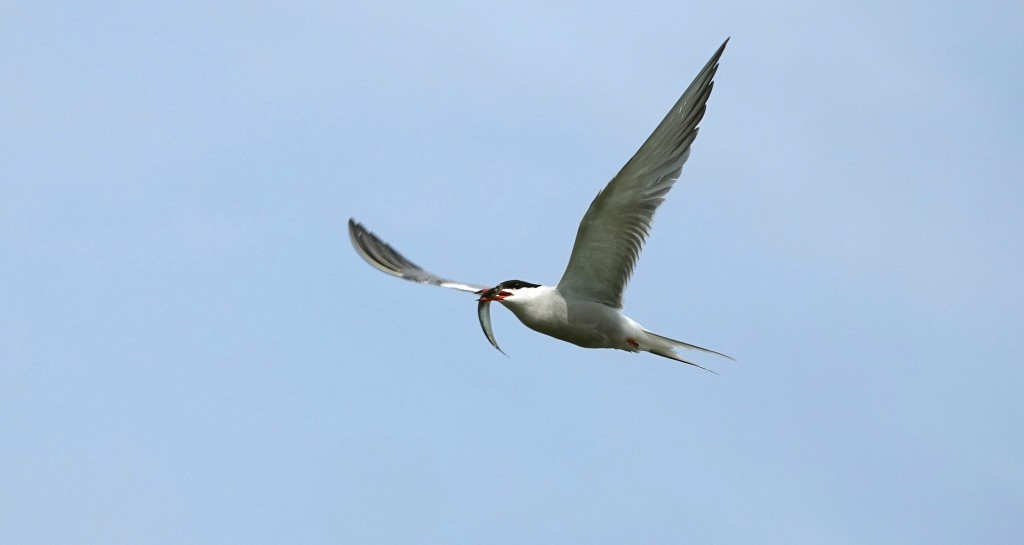 Juni, is een drukke tijd voor vogels in de A.W.Duinen