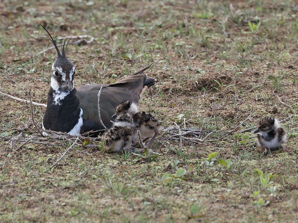 Kieviten op de oude trimbaan