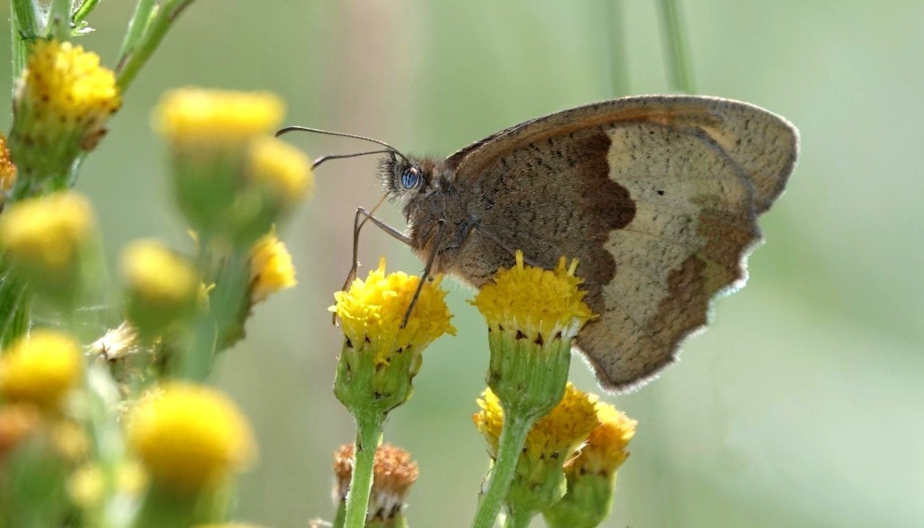 Zomertijd, insectentijd in de A.W.Duinen