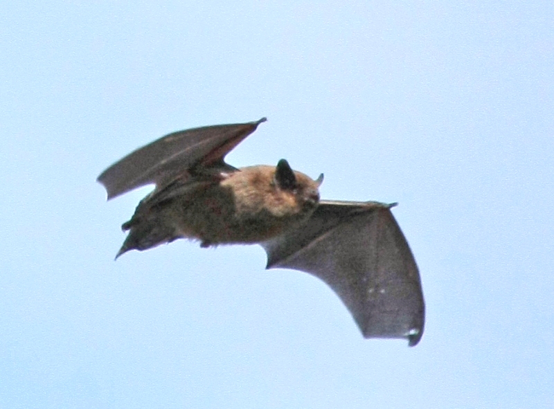29 aug. 2025 Nacht van de Vleermuis Katwijk