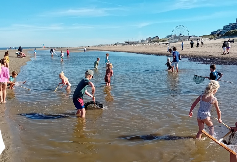 Op zoek naar zeediertjes (Verslag)