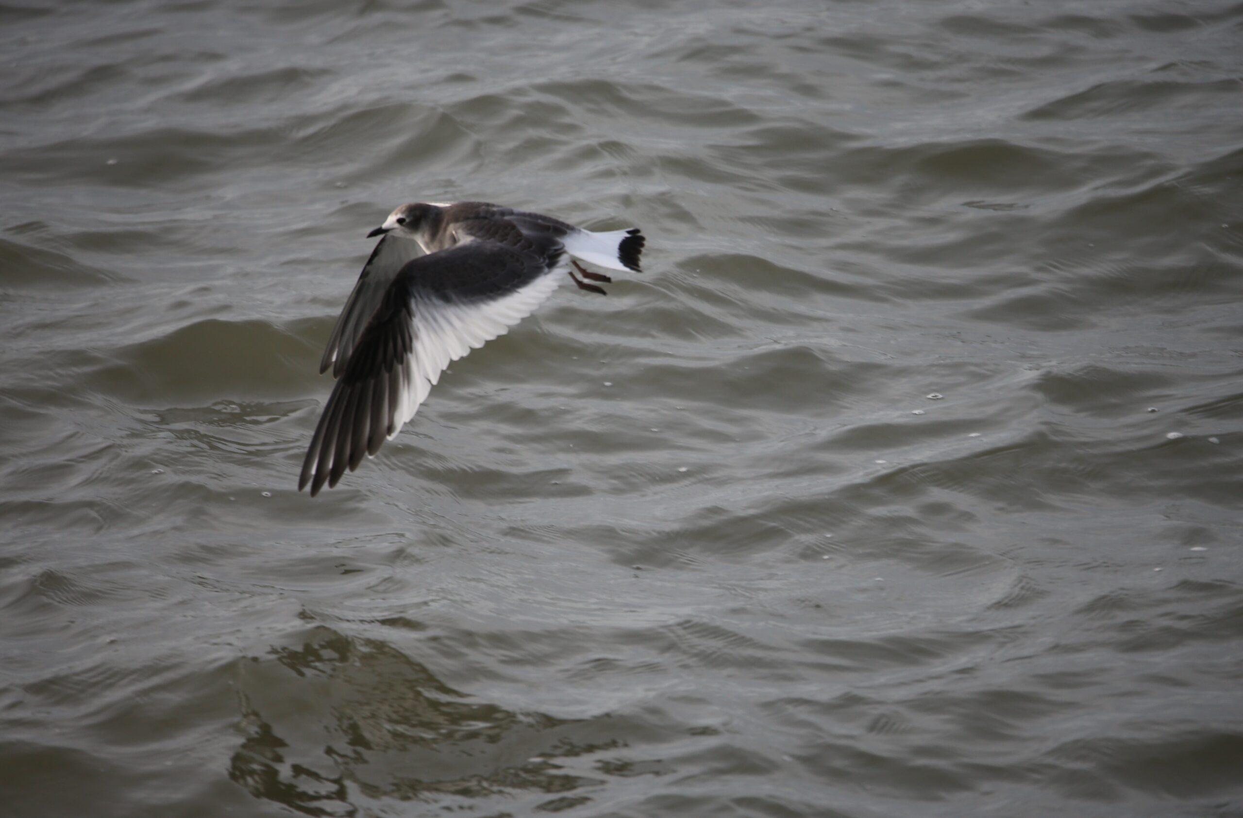 Vorkstaartmeeuw Zuidpier IJmuiden