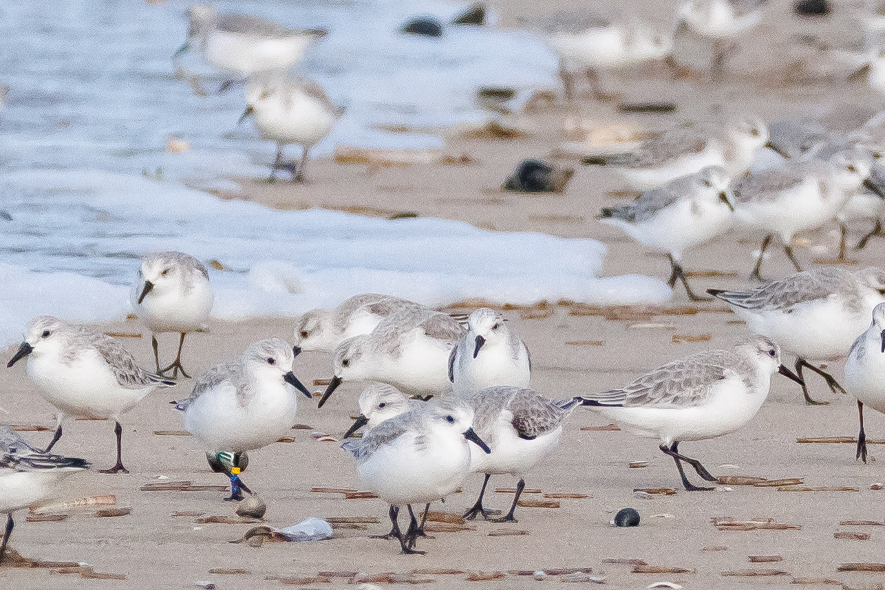 Vervolg verhaal Drieteenstrandlopers