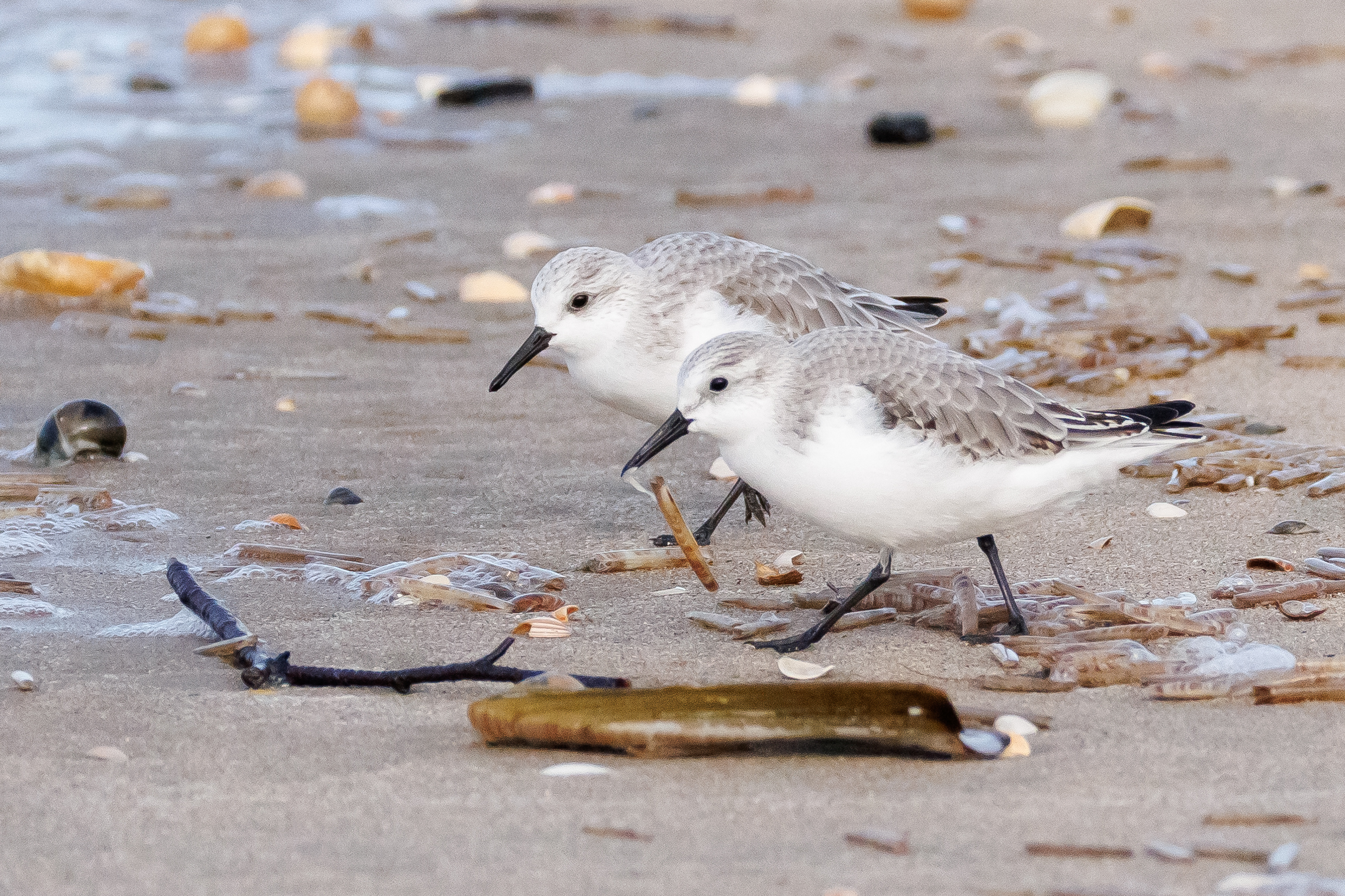 Drieteenstrandlopers