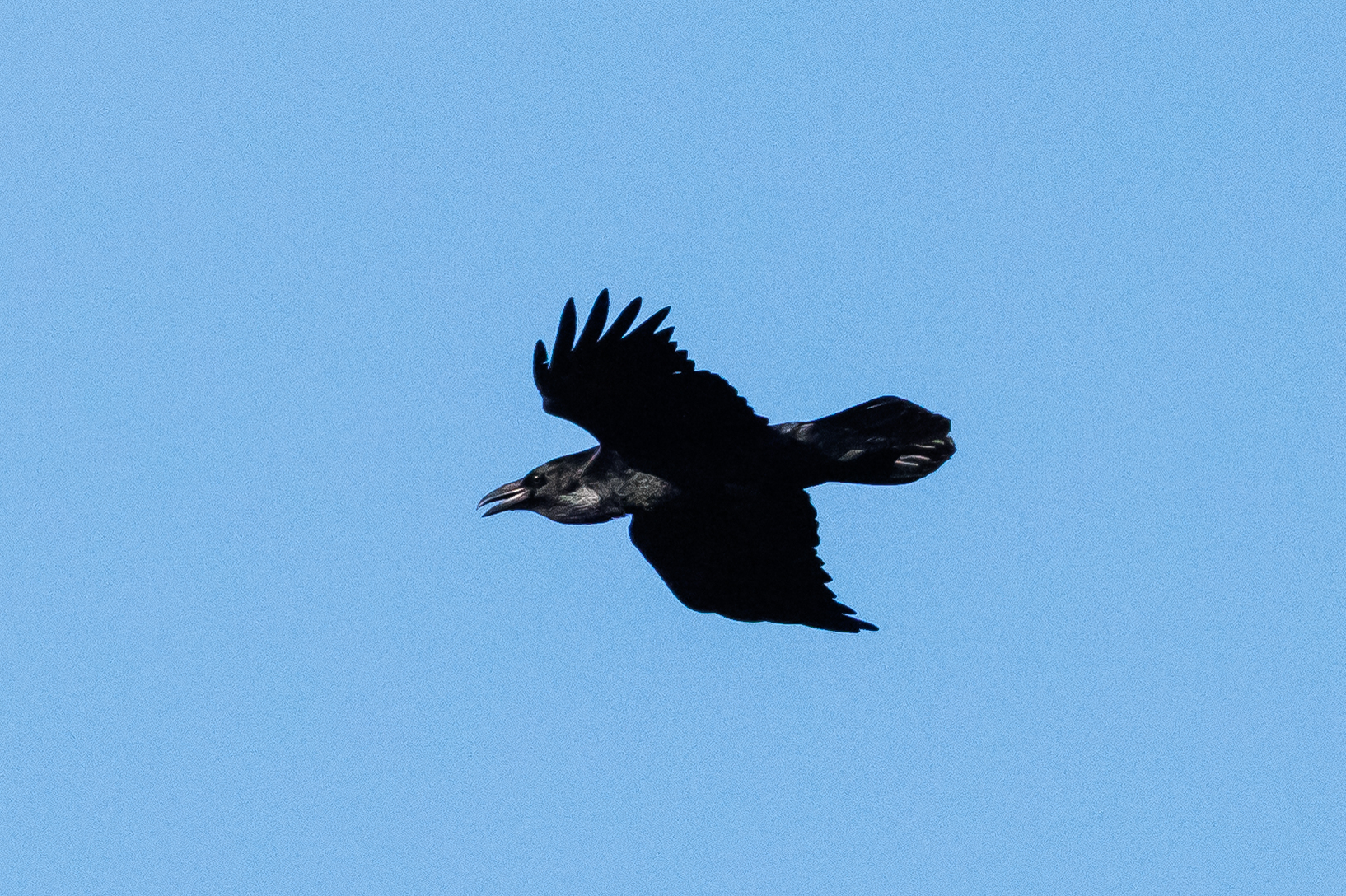 Raven in de AWD