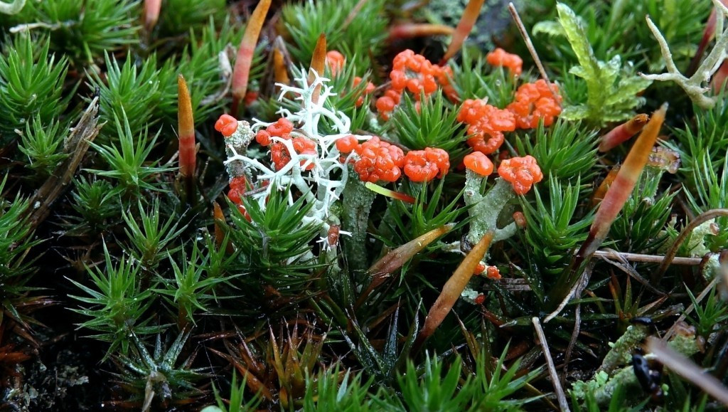 31 jan. 2026 Mossenexcursie