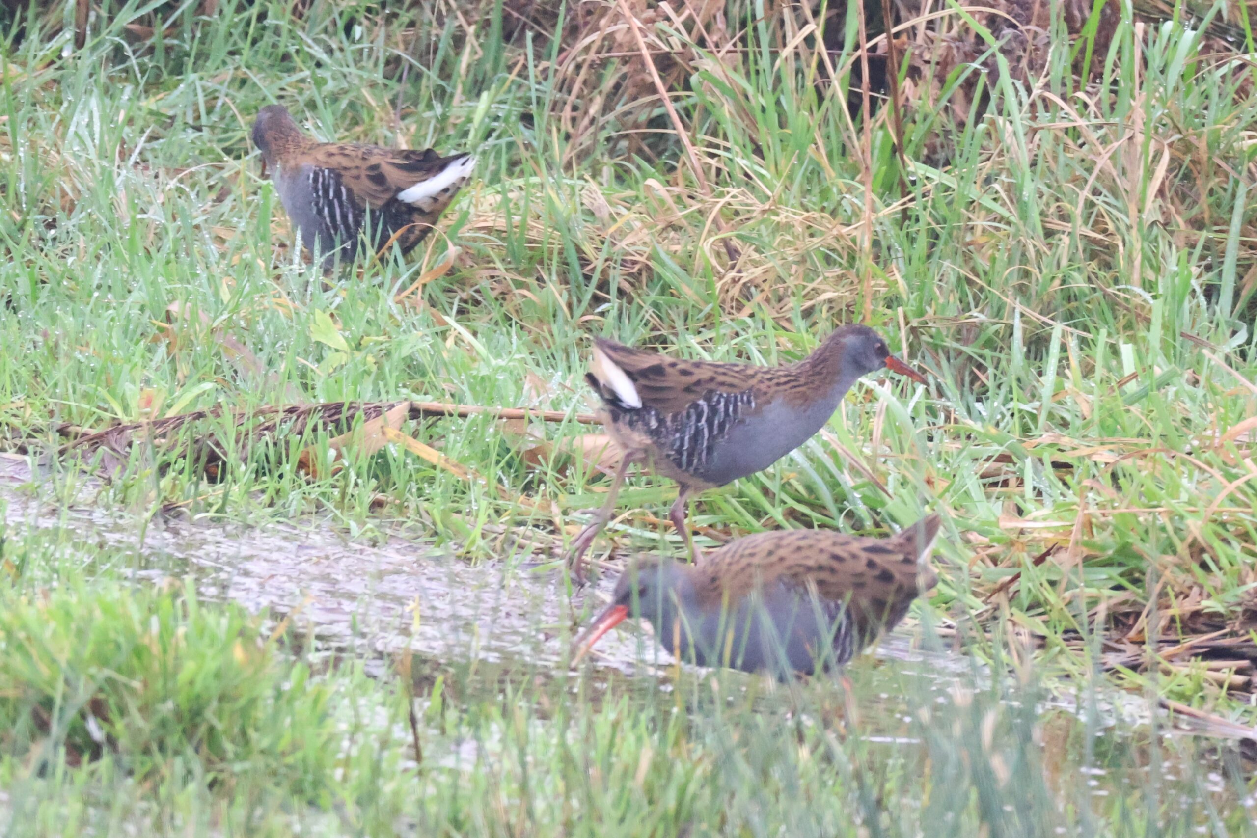 Drie Waterrallen in Klaas Hennepoelpolder