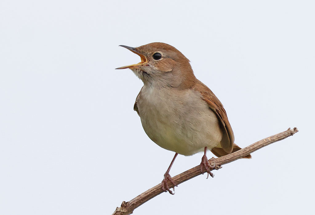 7 mei 2026 Nachtegalen in de Noordduinen