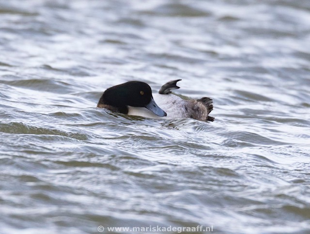 Topper Uitwatering Katwijk