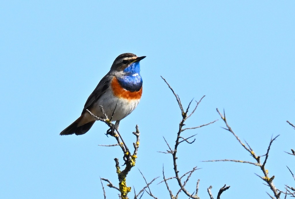 6 juni 2026 De Zeereep