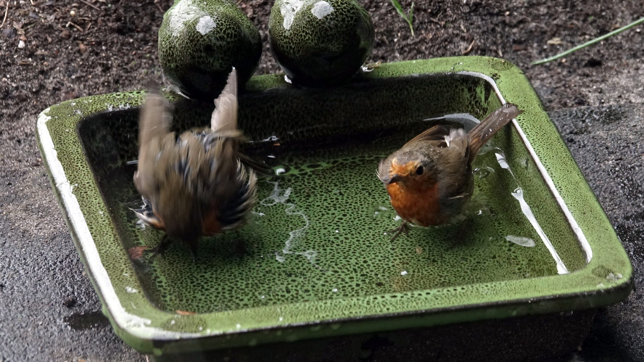 Twee Roodborsten in bad