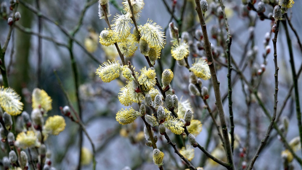 Lente in de A.W.Duinen