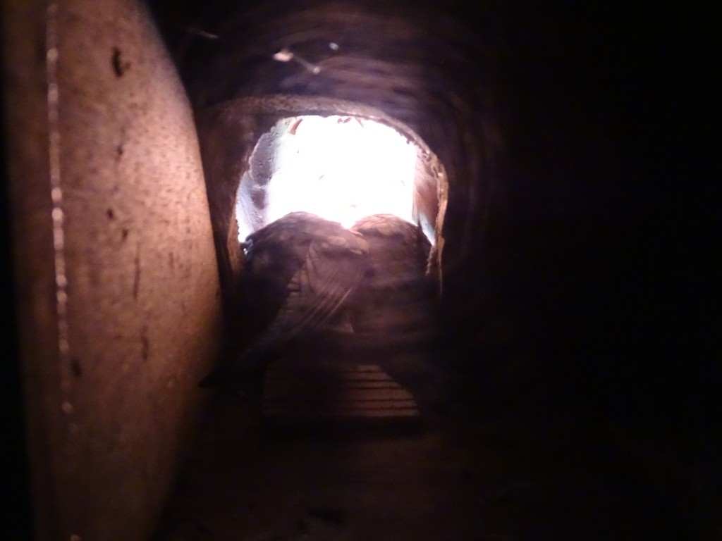 Gierzwaluwen! Vroeg, vroeger, vroegst!