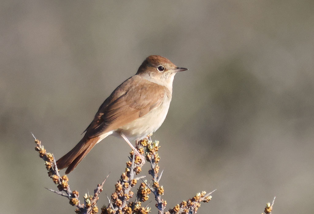 Voorjaar in de Noordduinen