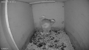 Kerkuil eitjes gelegd