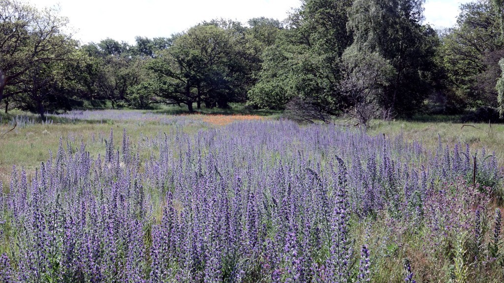 Velden vol Slangenkruid in de A.W.Duinen