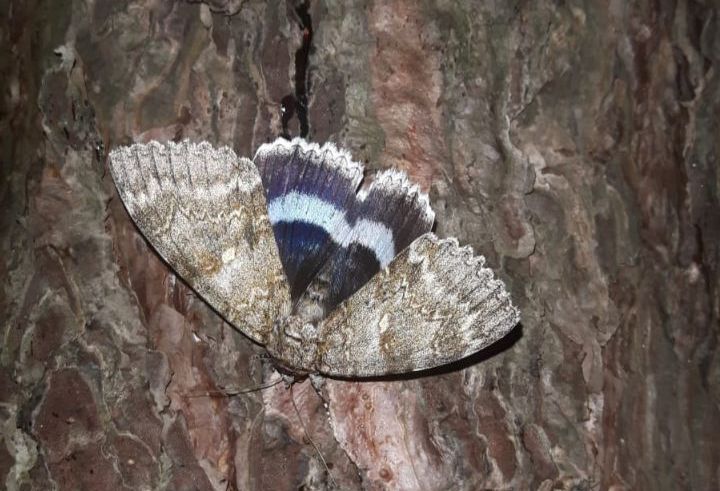 26 juni BioBlitz-excursie door Panbos