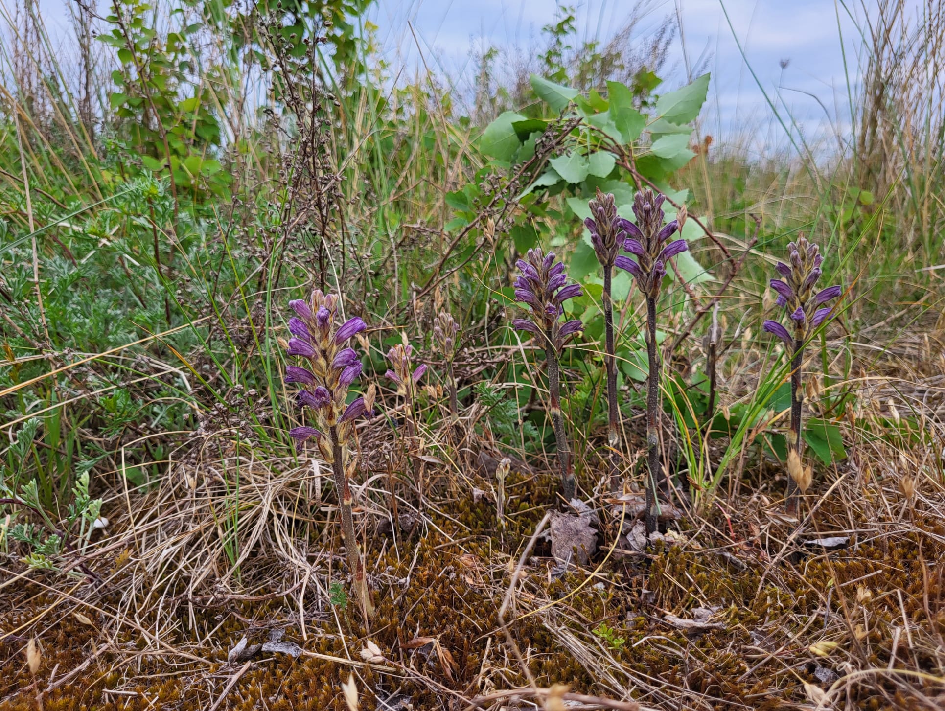 20 juni BioBlitz-excursie Berkheide Katwijk