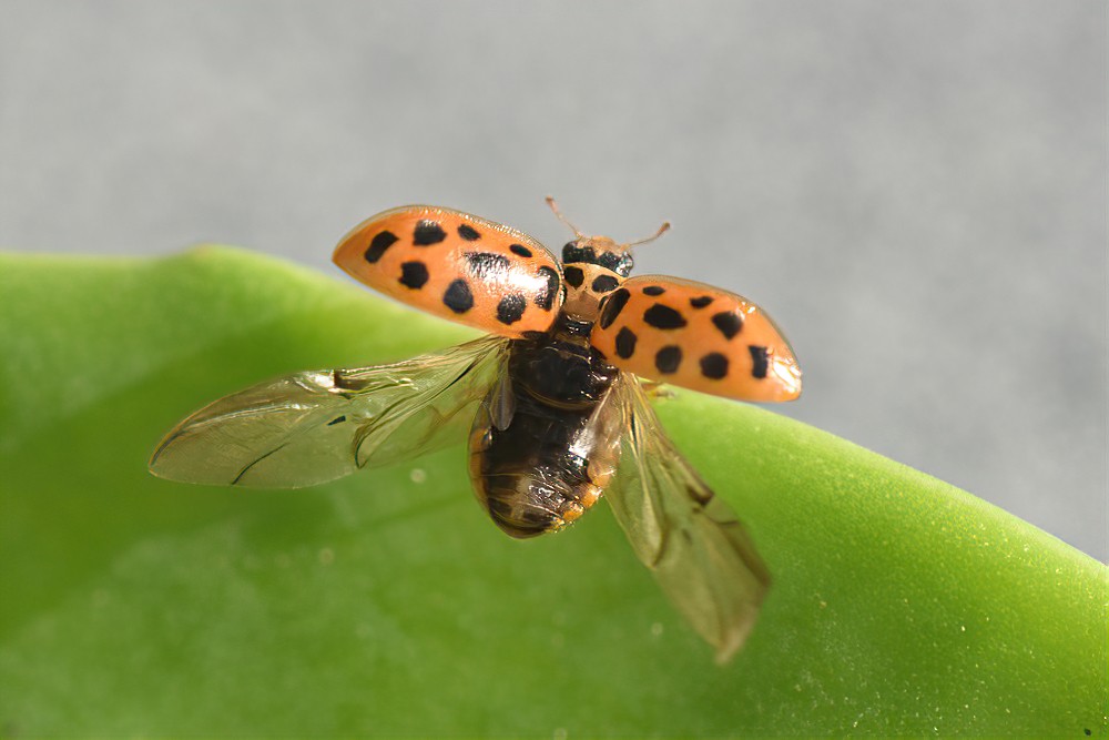 27 nov. 2026 Insecten in de Noordduinen (lezing)