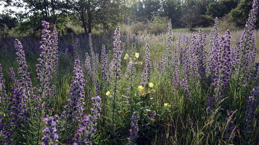 Slangenkruid en meer in de A.W.Duinen