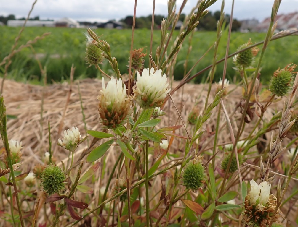 Drie nieuwe plantensoorten op één dag!