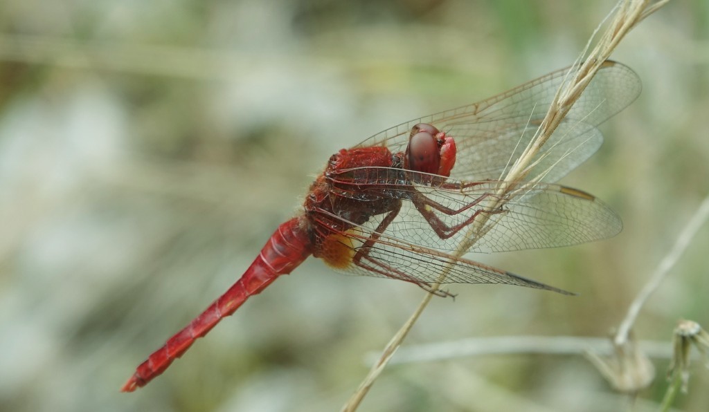 Libellen en meer, in de A.W.Duinen